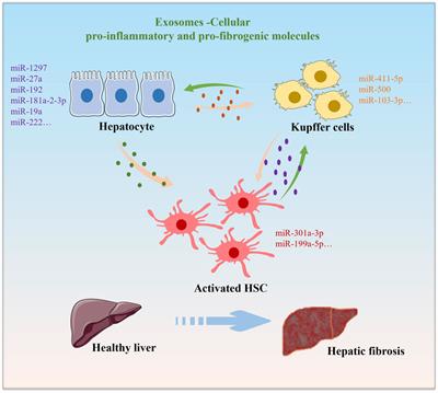 The regulatory role and mechanism of exosomes in hepatic fibrosis